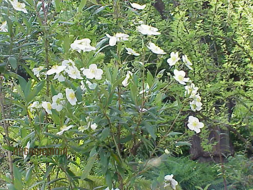 Carpenteria Californica Flower Seeds for Planting,  Premium Quality Seeds for Gardening - Image 6
