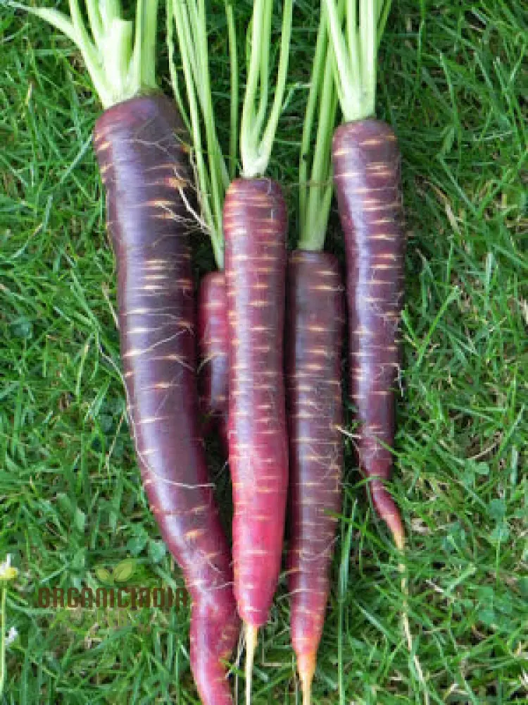 Carpet Blue and Yellow Ravanello Vegetable Seeds, Planting - Image 4