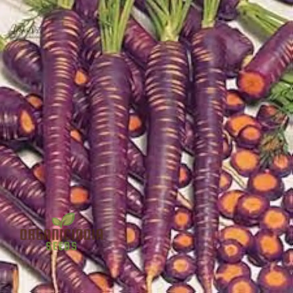 Carpet Blue and Yellow Ravanello Vegetable Seeds, Planting - Image 5
