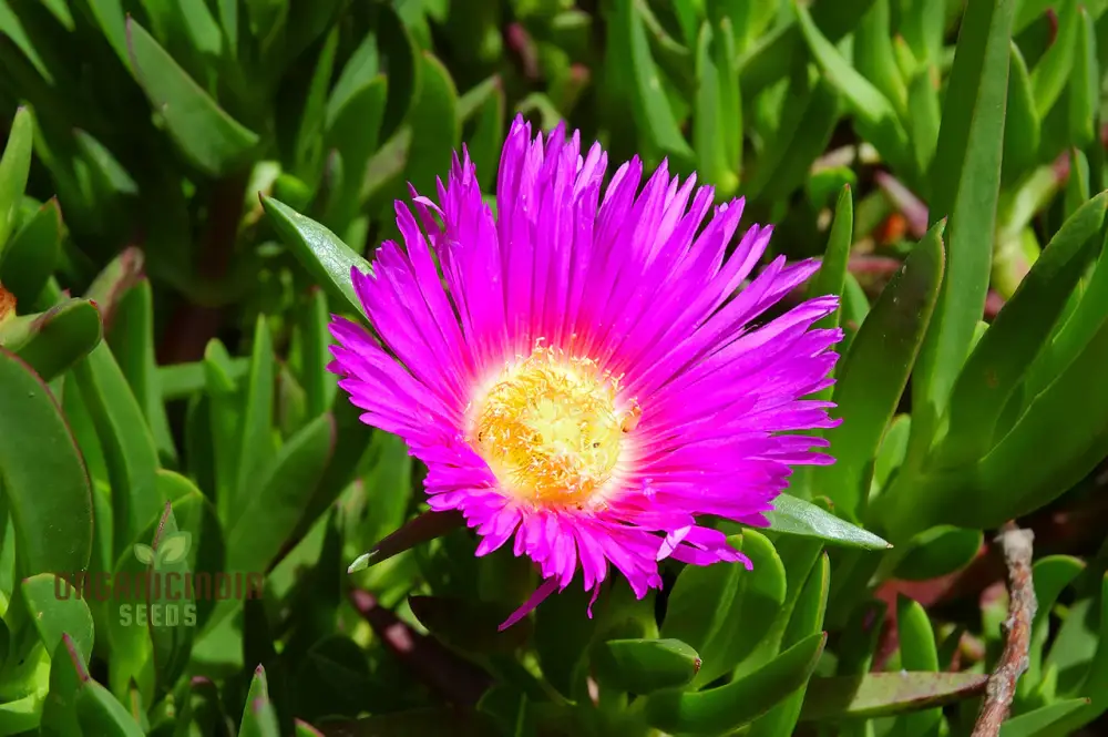 Carpobrotus Seeds (Carpobrotus rossii Seeds) - Premium Quality Seeds for Gardening