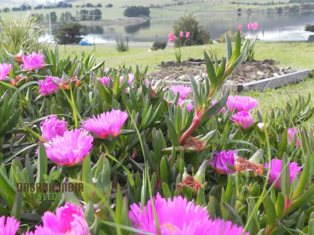 Carpobrotus Seeds (Carpobrotus rossii Seeds) - Premium Quality Seeds for Gardening - Image 3