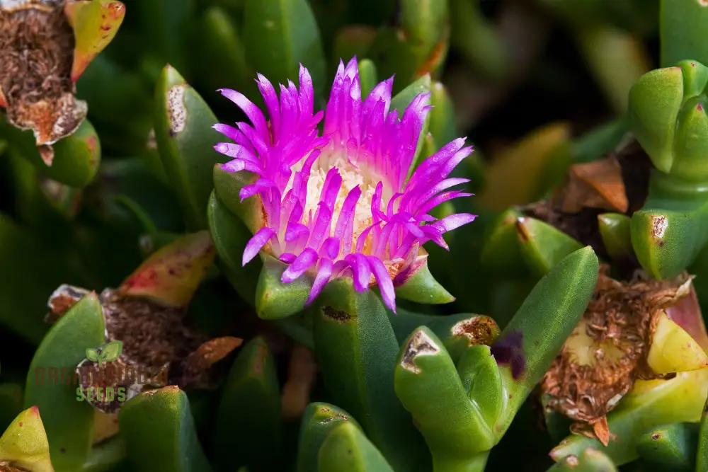 Carpobrotus Seeds (Carpobrotus rossii Seeds) - Premium Quality Seeds for Gardening - Image 4