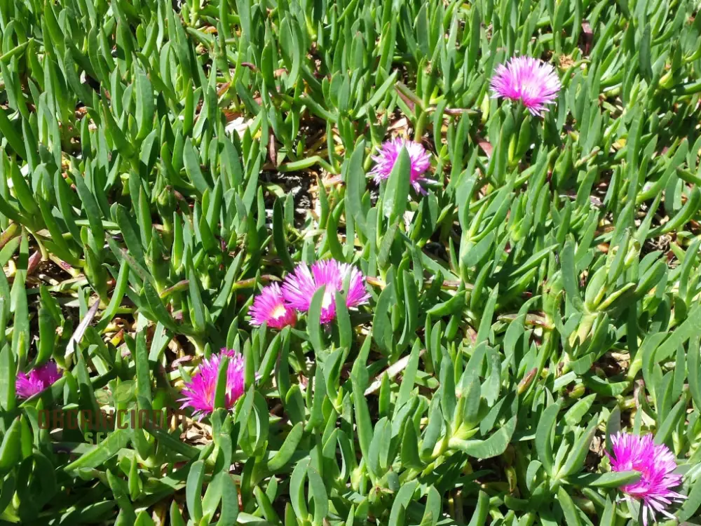 Carpobrotus Seeds (Carpobrotus rossii Seeds) - Premium Quality Seeds for Gardening - Image 5