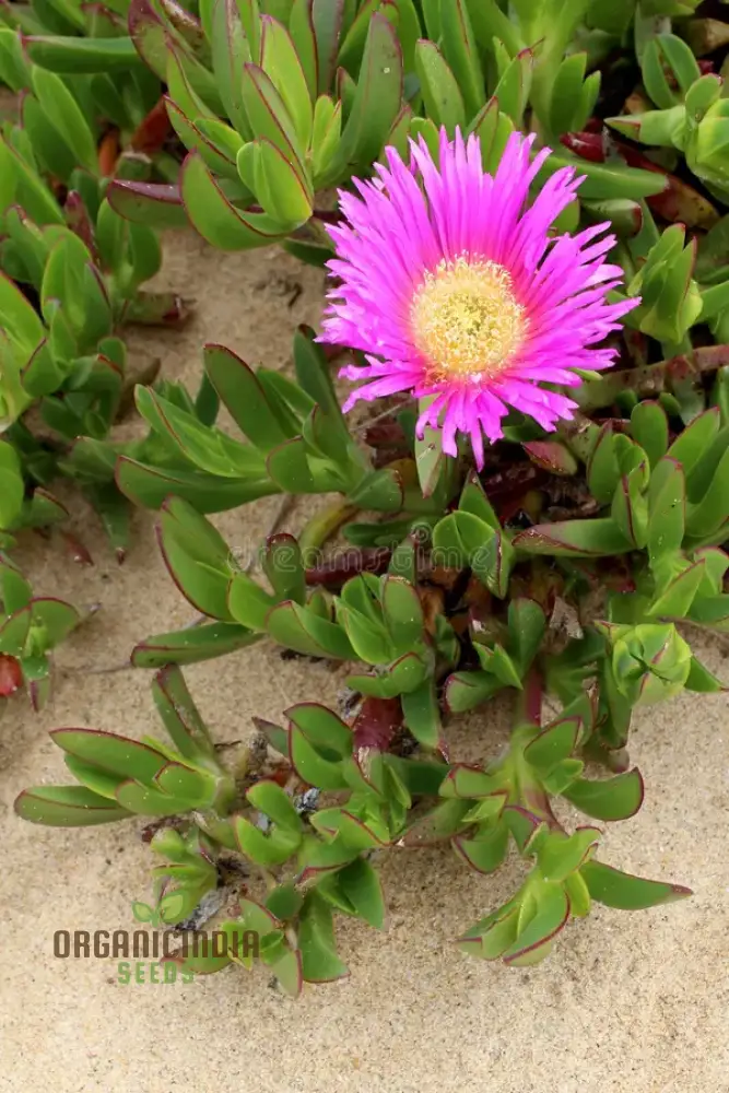 Carpobrotus Seeds (Carpobrotus rossii Seeds) - Premium Quality Seeds for Gardening - Image 6