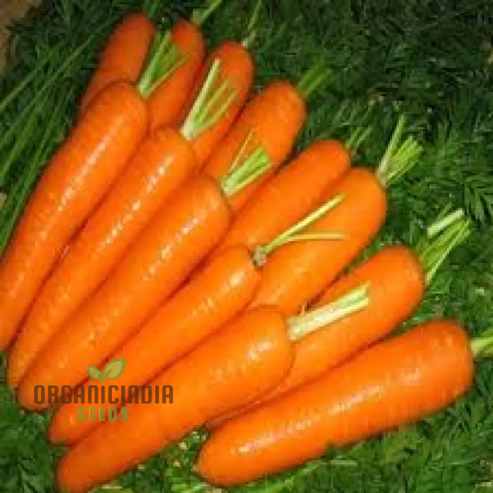 CARROT ATILLIO F1 Seeds | Premium Gardening Seeds for Your Garden