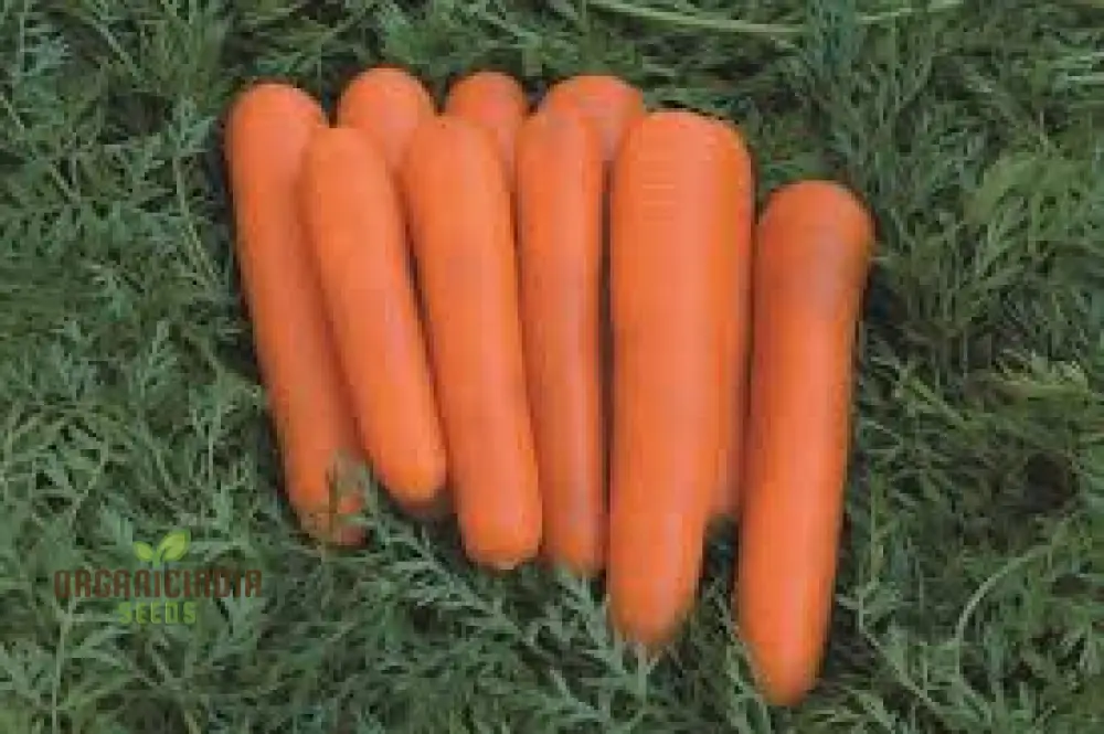 CARROT ATILLIO F1 Seeds | Premium Gardening Seeds for Your Garden - Image 4