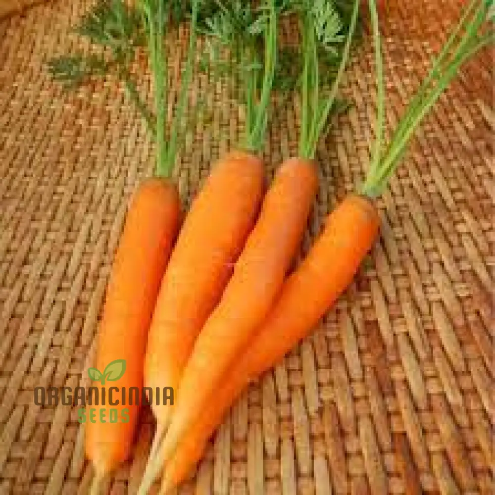 CARROT ATILLIO F1 Seeds | Premium Gardening Seeds for Your Garden - Image 5