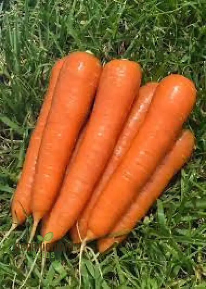 CARROT ATILLIO F1 Seeds | Premium Gardening Seeds for Your Garden - Image 6