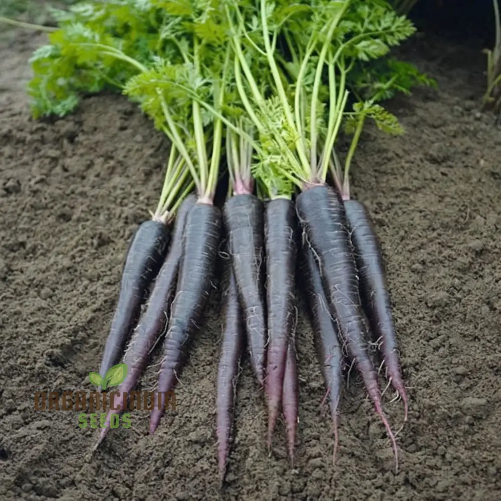 Carrot Black Wonder Vegetable Seeds: Comprehensive Planting and Gardening Guide for Stunning Blooms