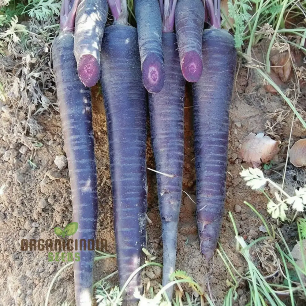 Carrot Black Wonder Vegetable Seeds: Comprehensive Planting and Gardening Guide for Stunning Blooms - Image 3