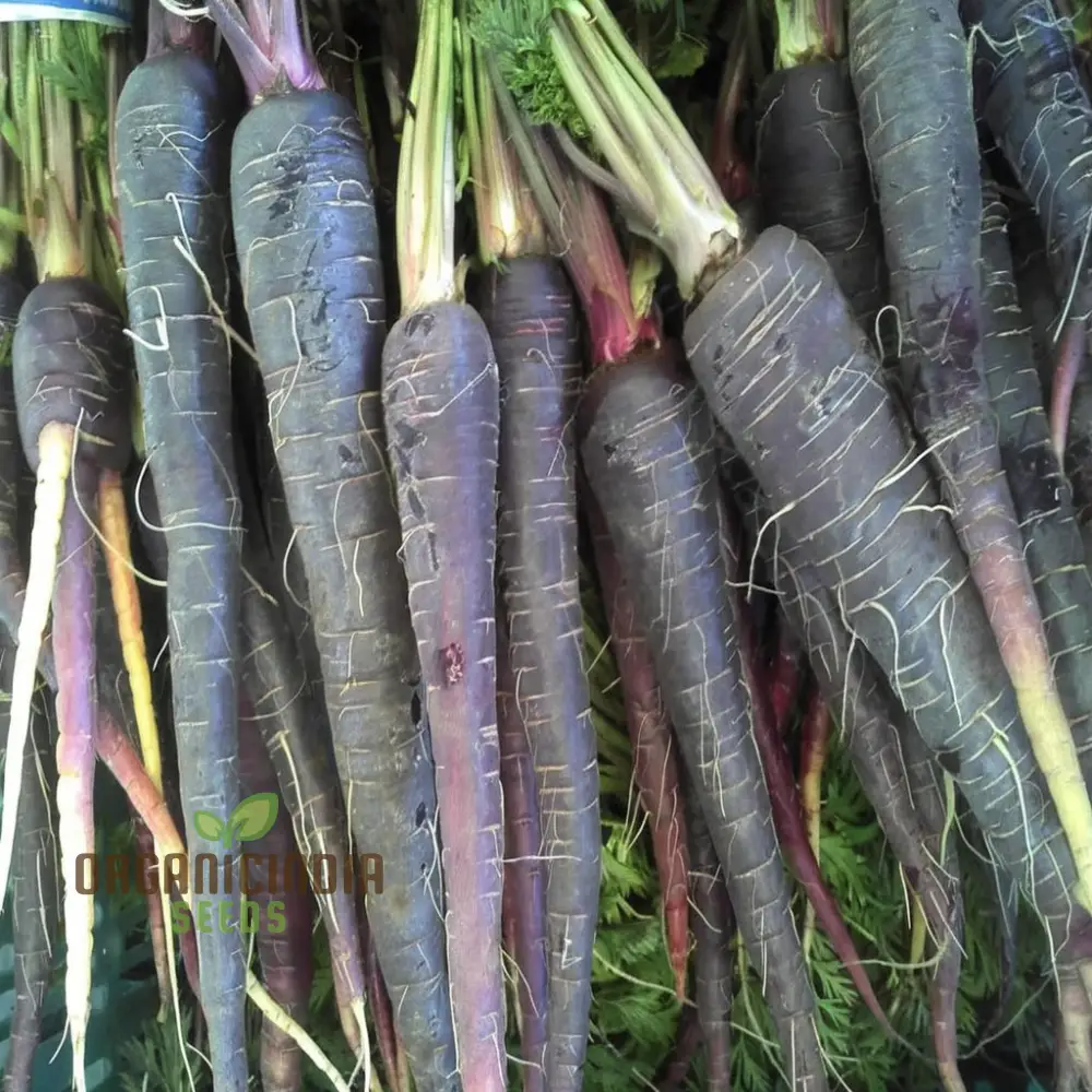Carrot Black Wonder Vegetable Seeds: Comprehensive Planting and Gardening Guide for Stunning Blooms - Image 4