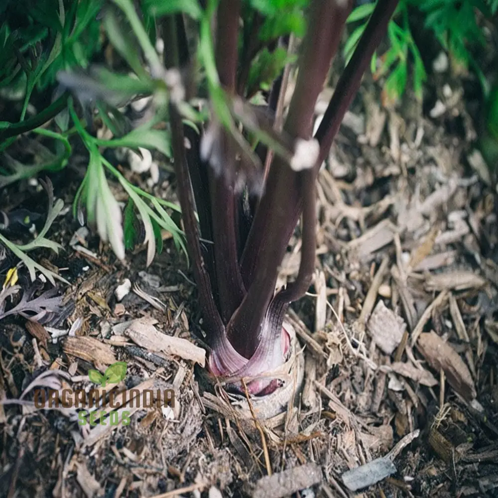 Carrot Black Wonder Vegetable Seeds: Comprehensive Planting and Gardening Guide for Stunning Blooms - Image 5