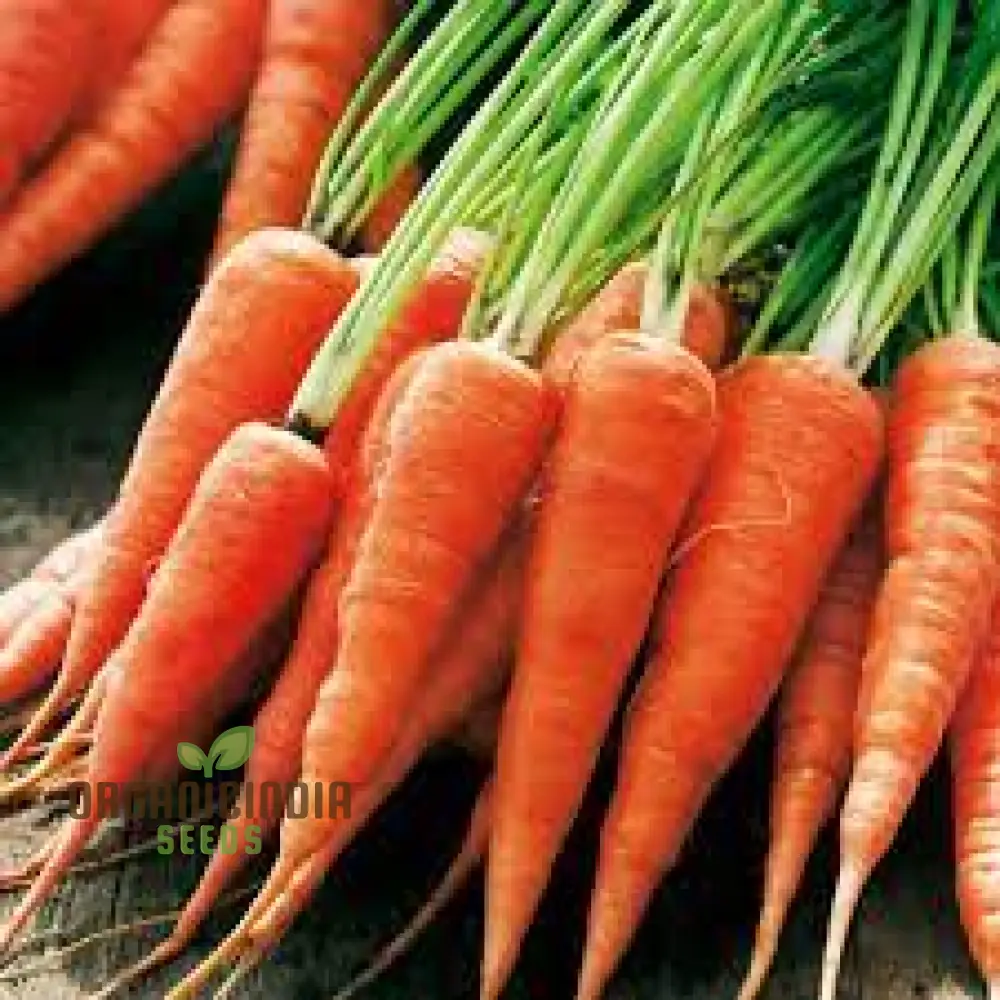 CARROT CHANTENAY RED CORED 2 Seeds for Your Gardening Needs - Image 3