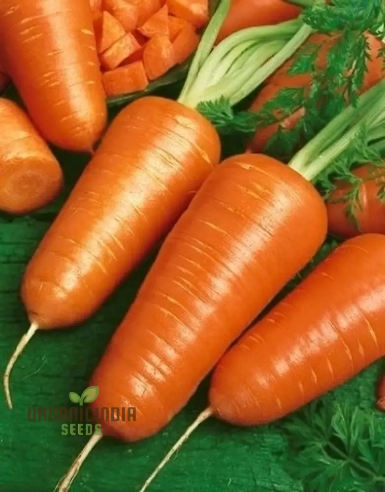 CARROT CHANTENAY RED CORED 2 Seeds for Your Gardening Needs - Image 4