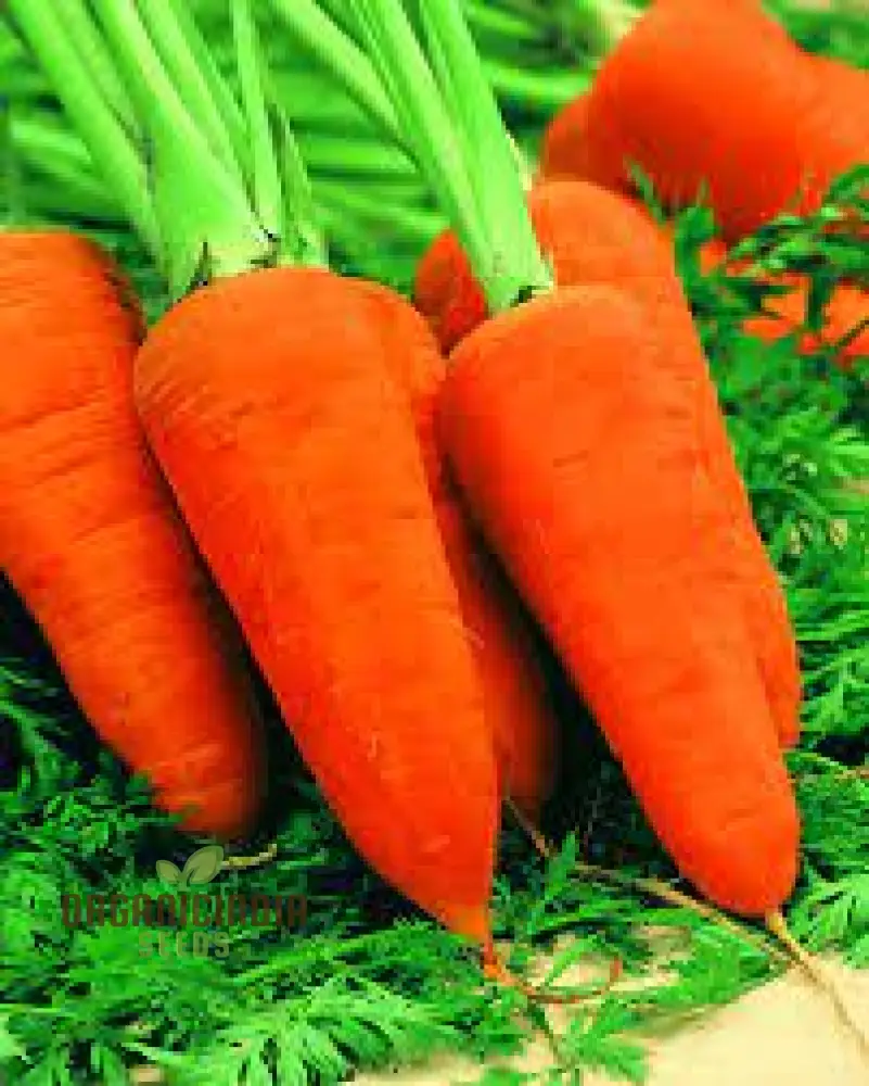 CARROT CHANTENAY RED CORED 2 Seeds for Your Gardening Needs - Image 5