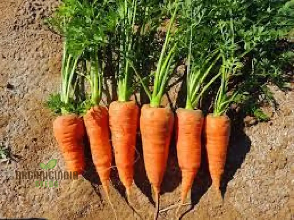 CARROT CHANTENAY RED CORED 2 Seeds for Your Gardening Needs - Image 6