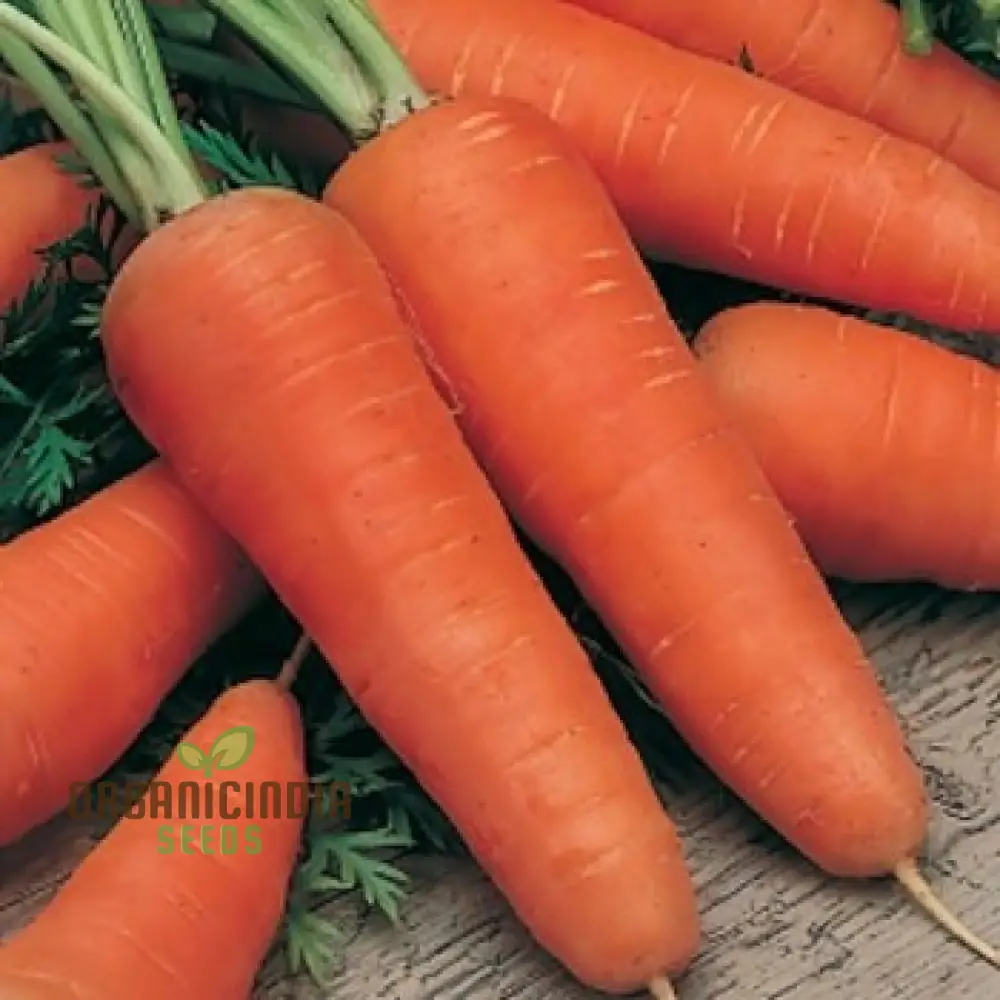 CARROT CHANTENAY RED CORED 2 Seeds for Your Gardening Needs - Image 7