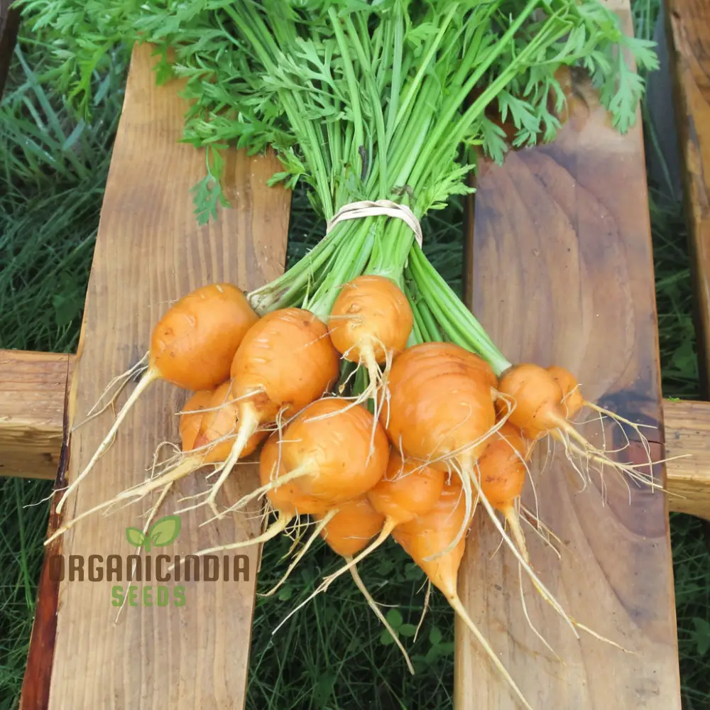 Carrot Paris Vegetable Seeds, Cultivate Sweet and Flavorful Carrots with Expert Tips on Growing from Seed to Harvest - Image 5