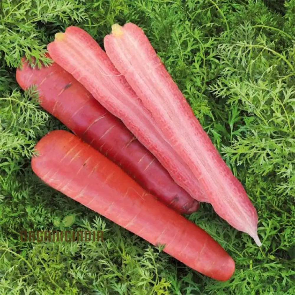 CARROT RUBY PRINCE F1 Seeds for Planting, Your Gardening Needs