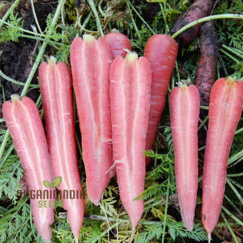CARROT RUBY PRINCE F1 Seeds for Planting, Your Gardening Needs - Image 3