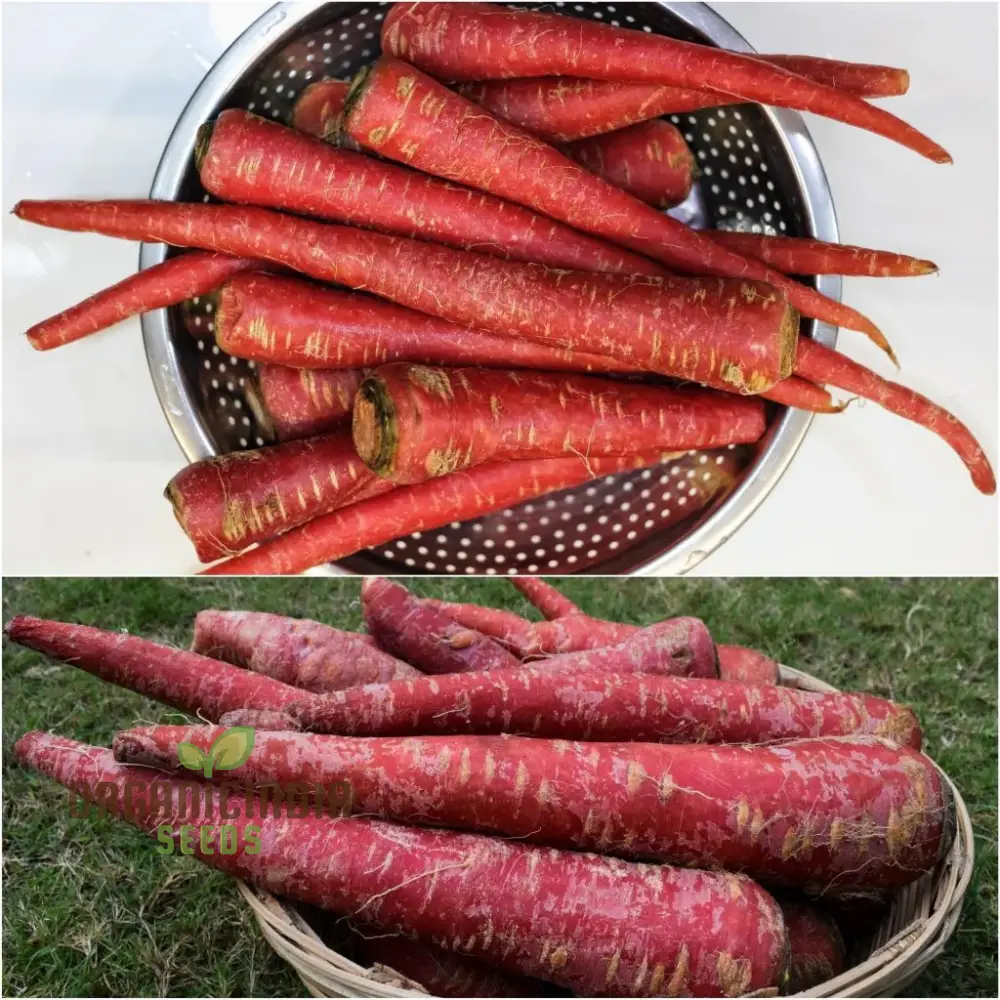 CARROT RUBY PRINCE F1 Seeds for Planting, Your Gardening Needs - Image 4