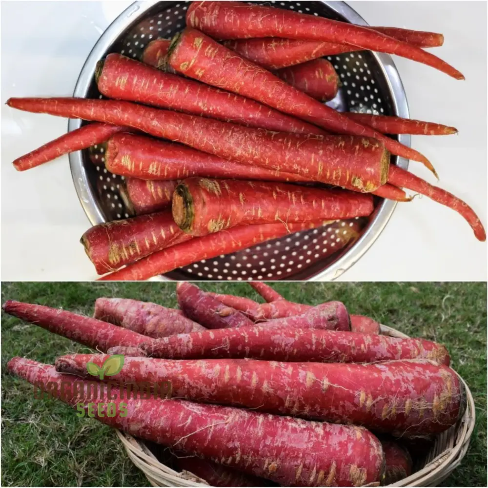 Carrot - Ruby Queen F1 Seeds for Planting and Gardening - Organic Seed Pack