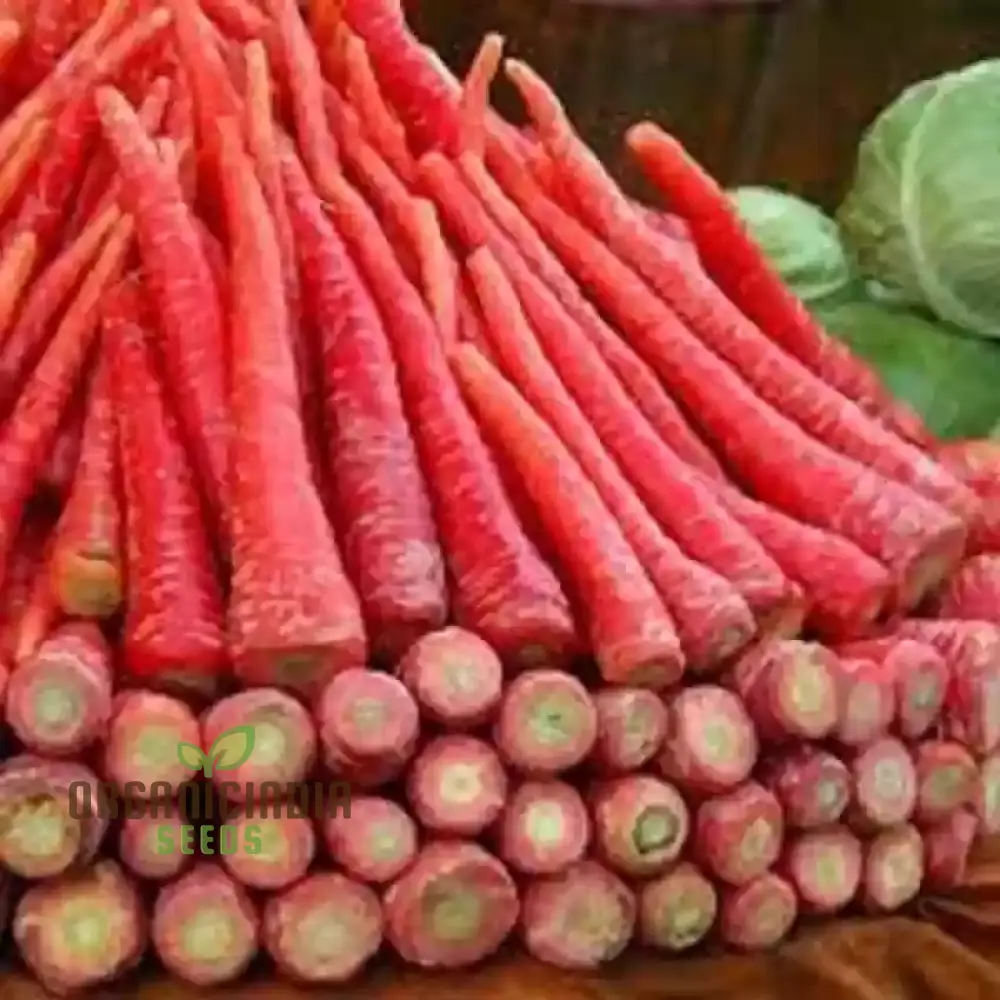Carrot - Ruby Queen F1 Seeds for Planting and Gardening - Organic Seed Pack - Image 3