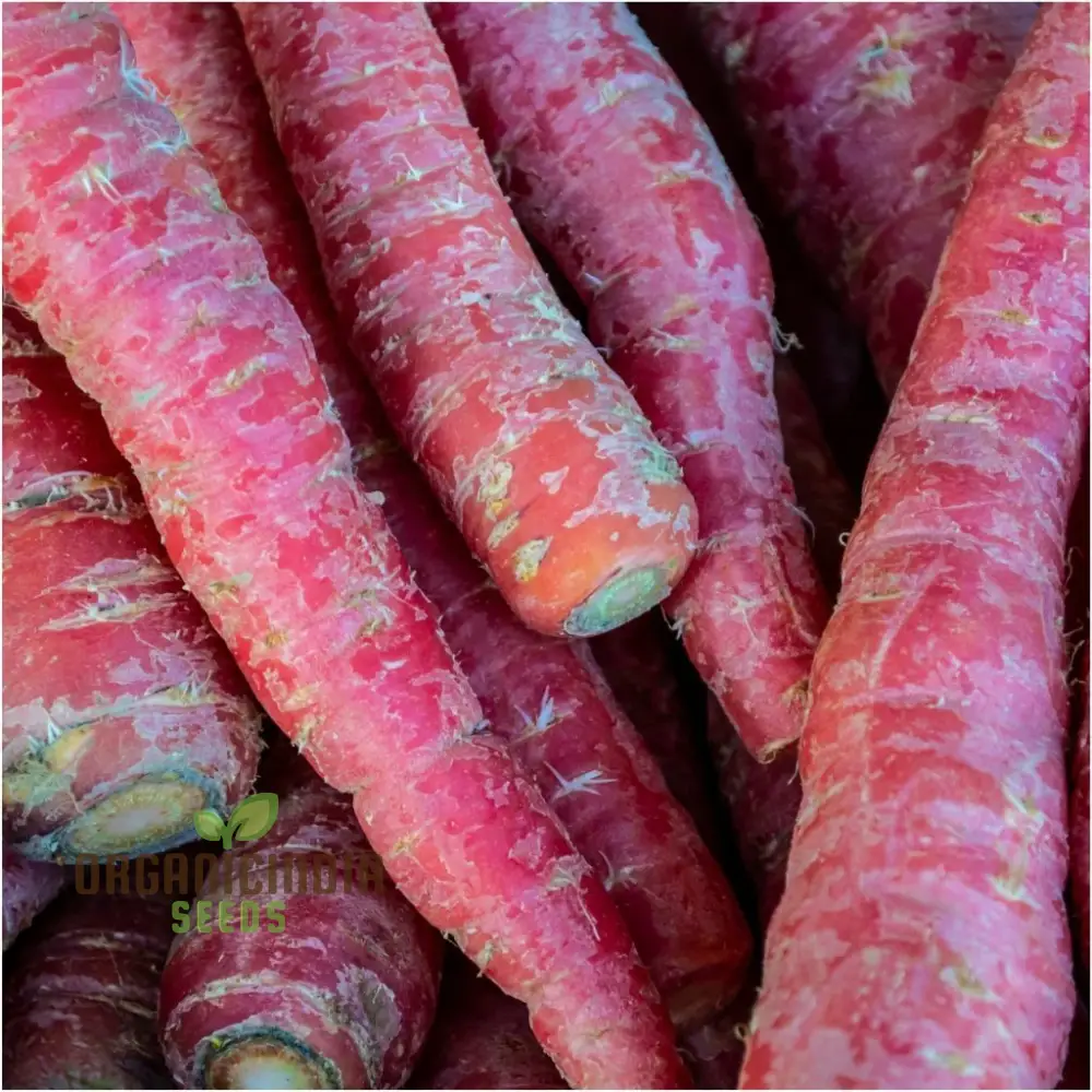 Carrot - Ruby Queen F1 Seeds for Planting and Gardening - Organic Seed Pack - Image 4