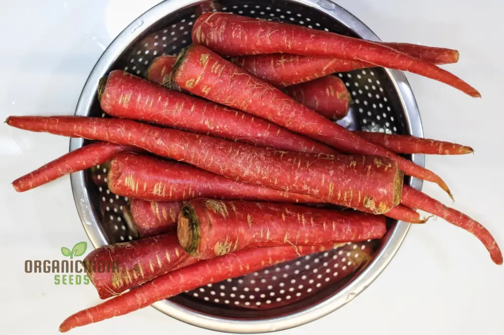 Carrot - Ruby Queen F1 Seeds for Planting and Gardening - Organic Seed Pack - Image 5
