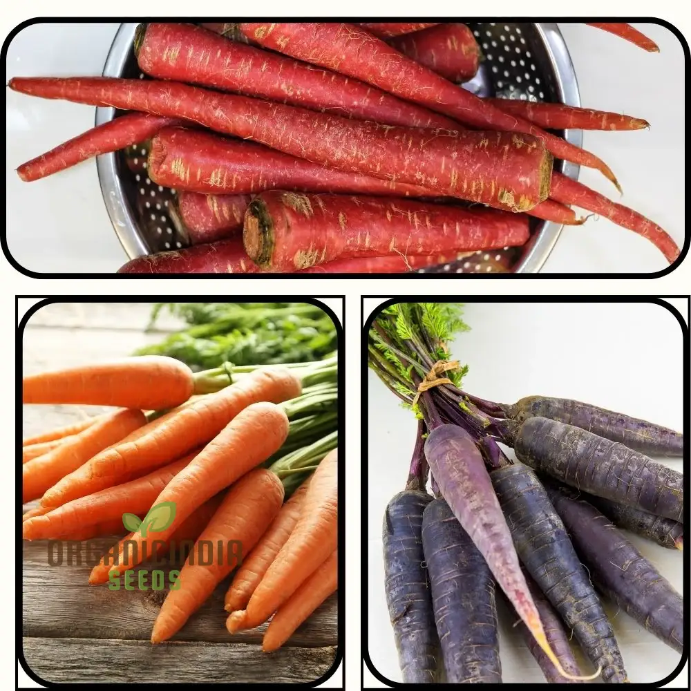Carrot Seeds Assortment - Pack of 3 | Organic Seeds for Planting & Gardening