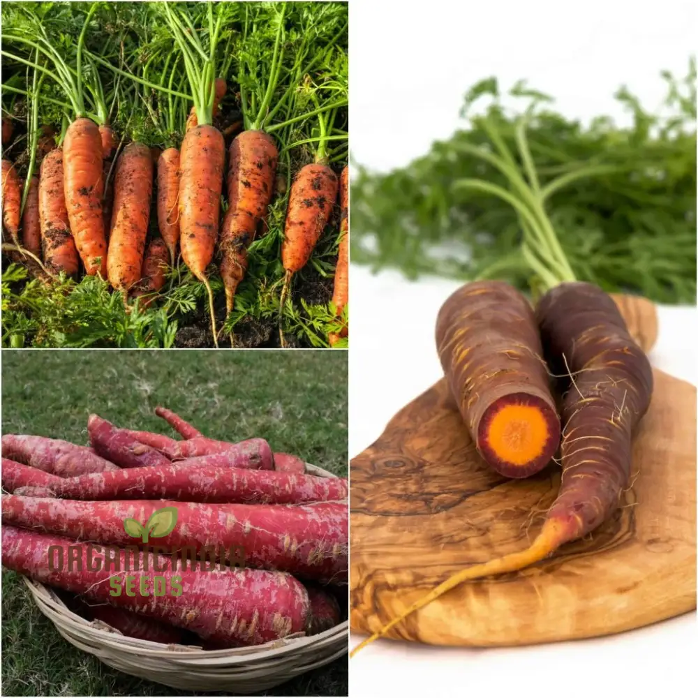 Carrot Seeds Assortment - Pack of 3 | Organic Seeds for Planting & Gardening - Image 3