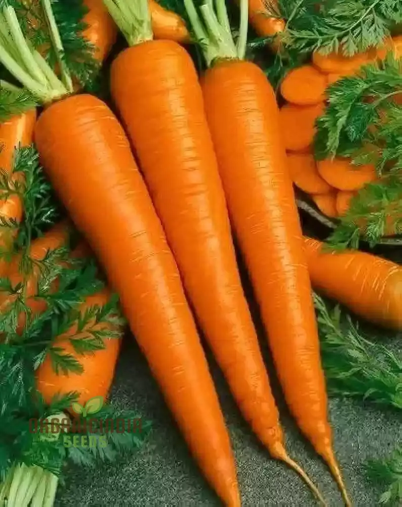 Carrot Seeds Assortment - Pack of 3 | Organic Seeds for Planting & Gardening - Image 4