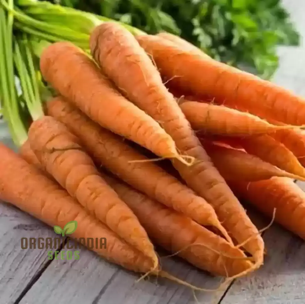 Carrot Seeds Assortment - Pack of 3 | Organic Seeds for Planting & Gardening - Image 5