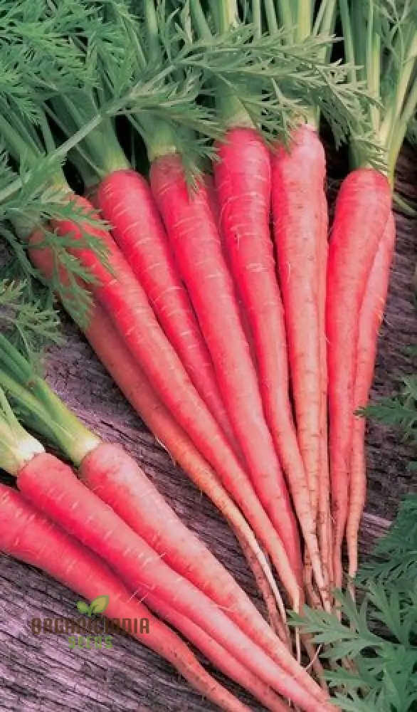 Carrot Seeds - Atomic Red for Planting & Gardening | Premium Quality Seeds - Image 4