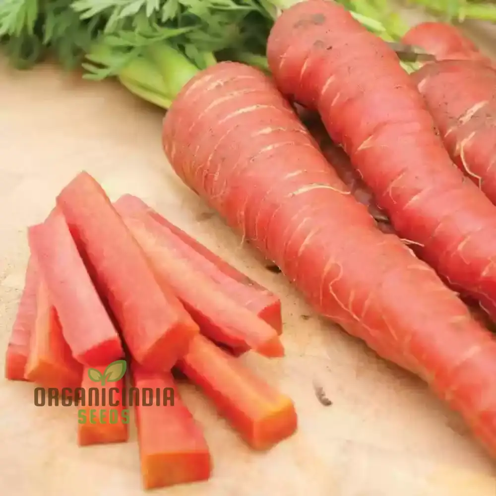 Carrot Seeds - Atomic Red for Planting & Gardening | Premium Quality Seeds - Image 6