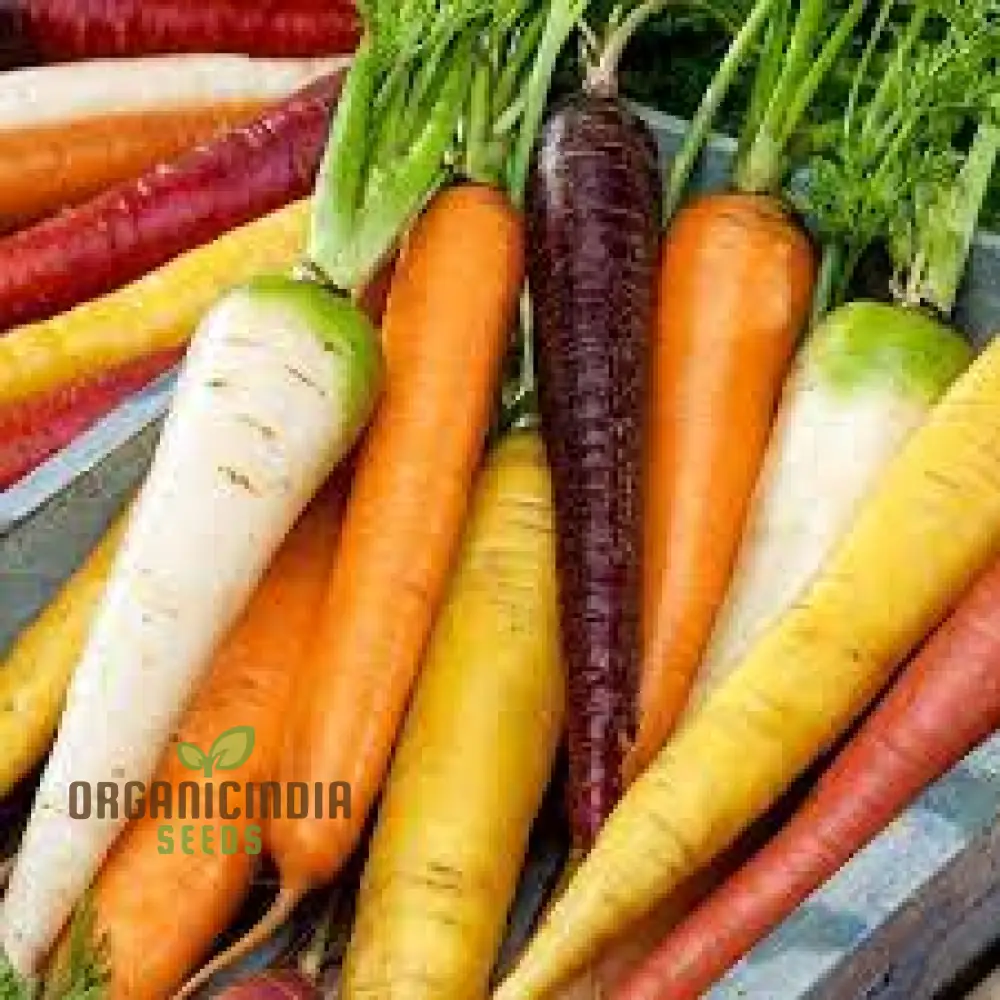 Carrot Seeds Mix for Planting and Gardening | Organic Seed Varieties - Image 3