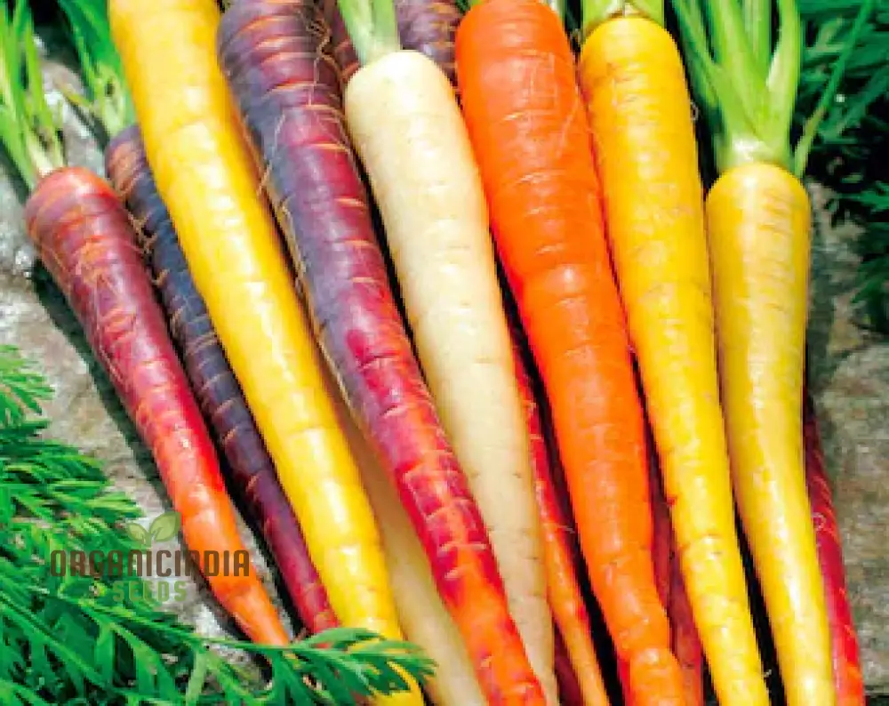 Carrot Seeds Mix for Planting and Gardening | Organic Seed Varieties - Image 4