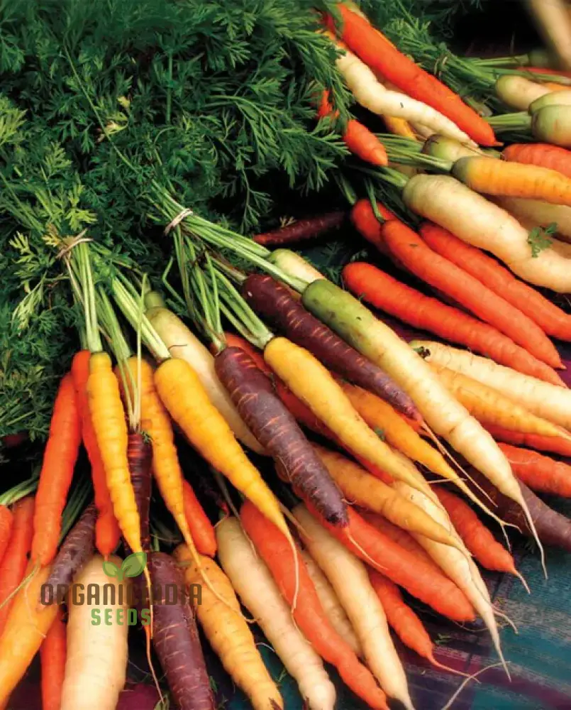 Carrot Seeds Mix for Planting and Gardening | Organic Seed Varieties - Image 5