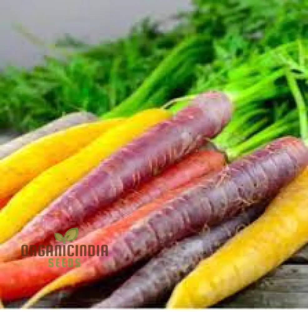 Carrot Seeds Mix for Planting and Gardening | Organic Seed Varieties - Image 6