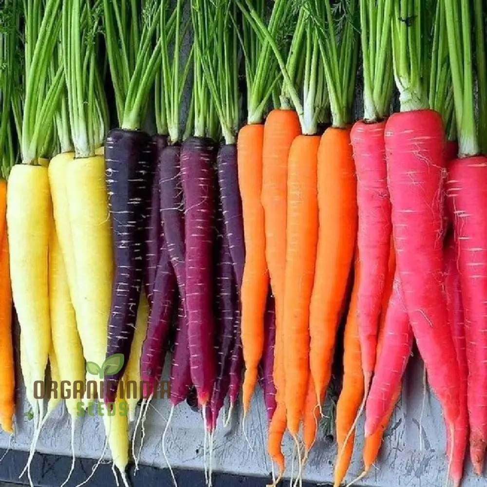 Rainbow Mix Colorful Carrot Seeds For Planting-Harvests and Delicious Garden