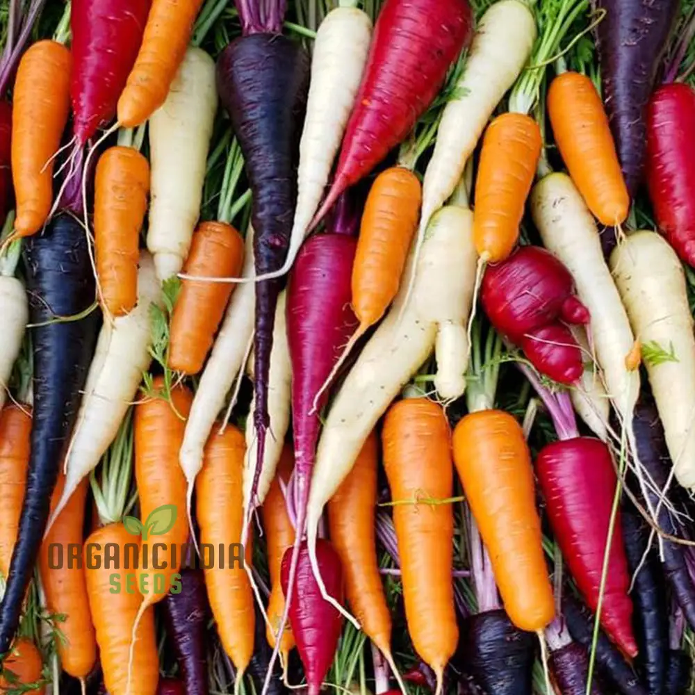 Rainbow Mix Colorful Carrot Seeds For Planting-Harvests and Delicious Garden - Image 3