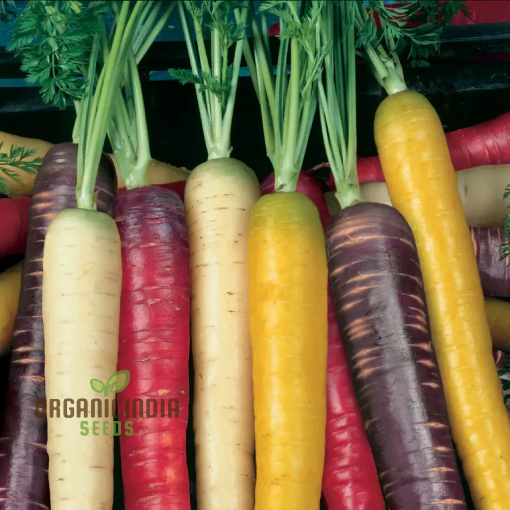 Rainbow Mix Colorful Carrot Seeds For Planting-Harvests and Delicious Garden - Image 5