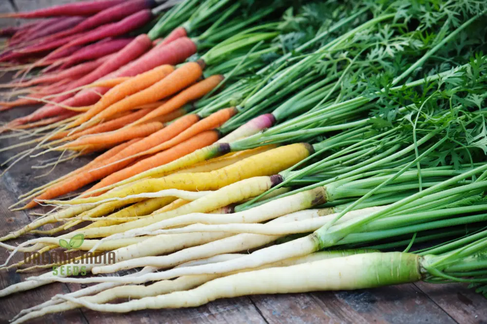 Rainbow Mix Colorful Carrot Seeds For Planting-Harvests and Delicious Garden - Image 6