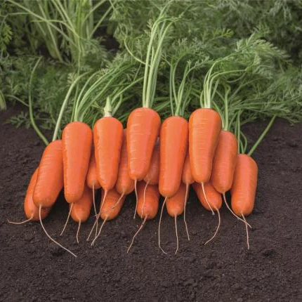 Carson Carrot Seeds – Premium Heirloom Variety for Crisp & Sweet Harvests - Image 2