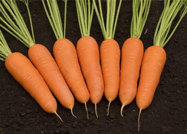 Carson Carrot Seeds – Premium Heirloom Variety for Crisp & Sweet Harvests - Image 3