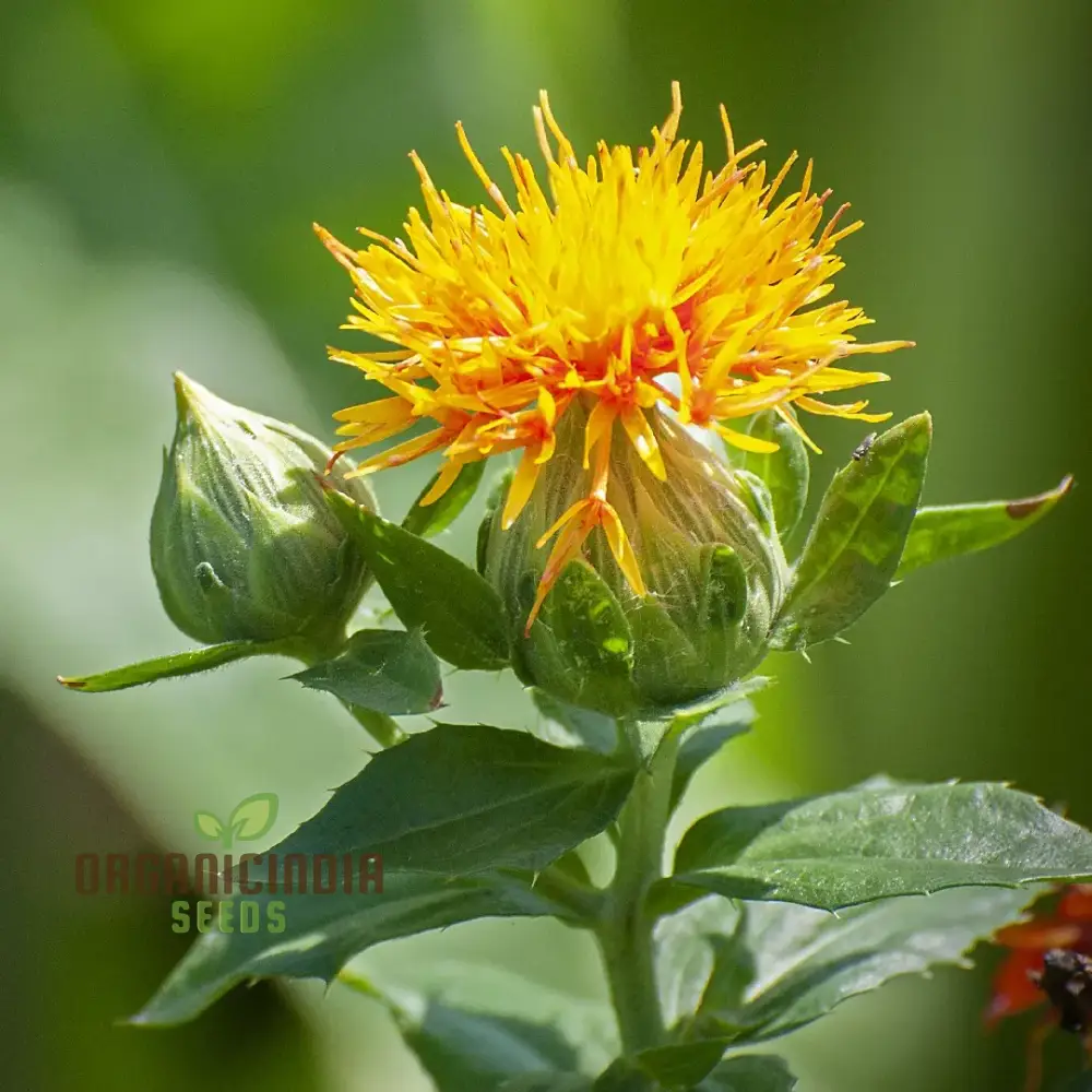 Carthamus Kinko Flower Seeds for Planting