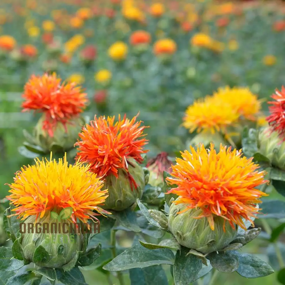 Carthamus Kinko Flower Seeds for Planting - Image 3