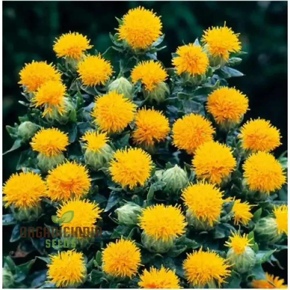 Carthamus Kinko Flower Seeds for Planting - Image 4