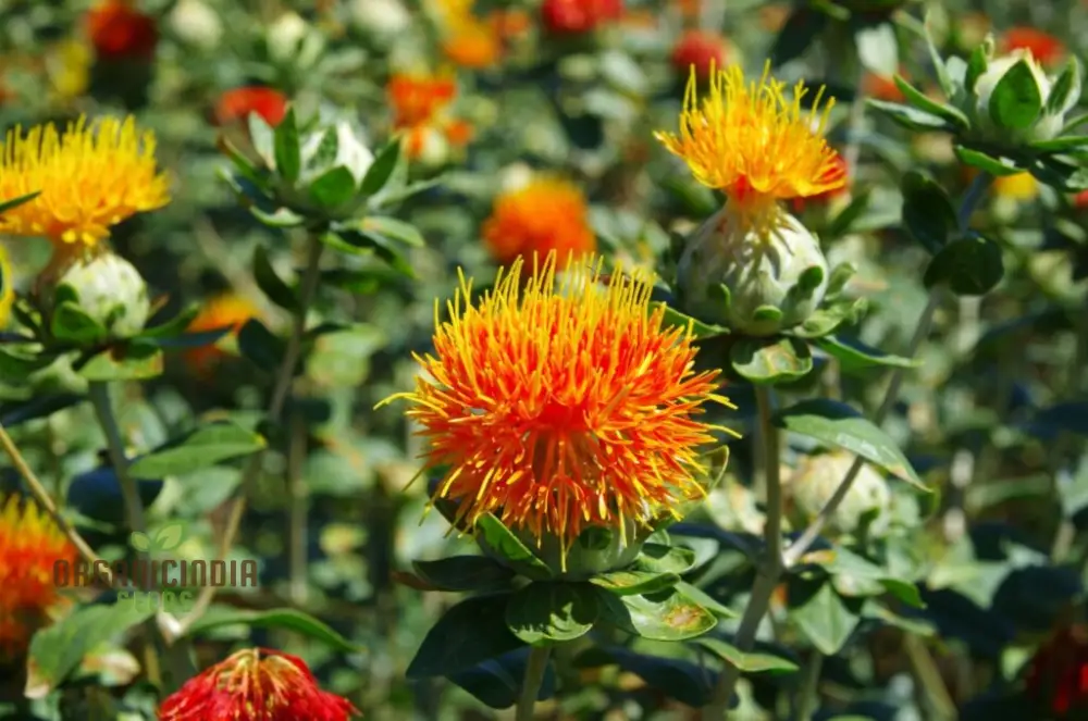 Carthamus Kinko Flower Seeds for Planting - Image 5