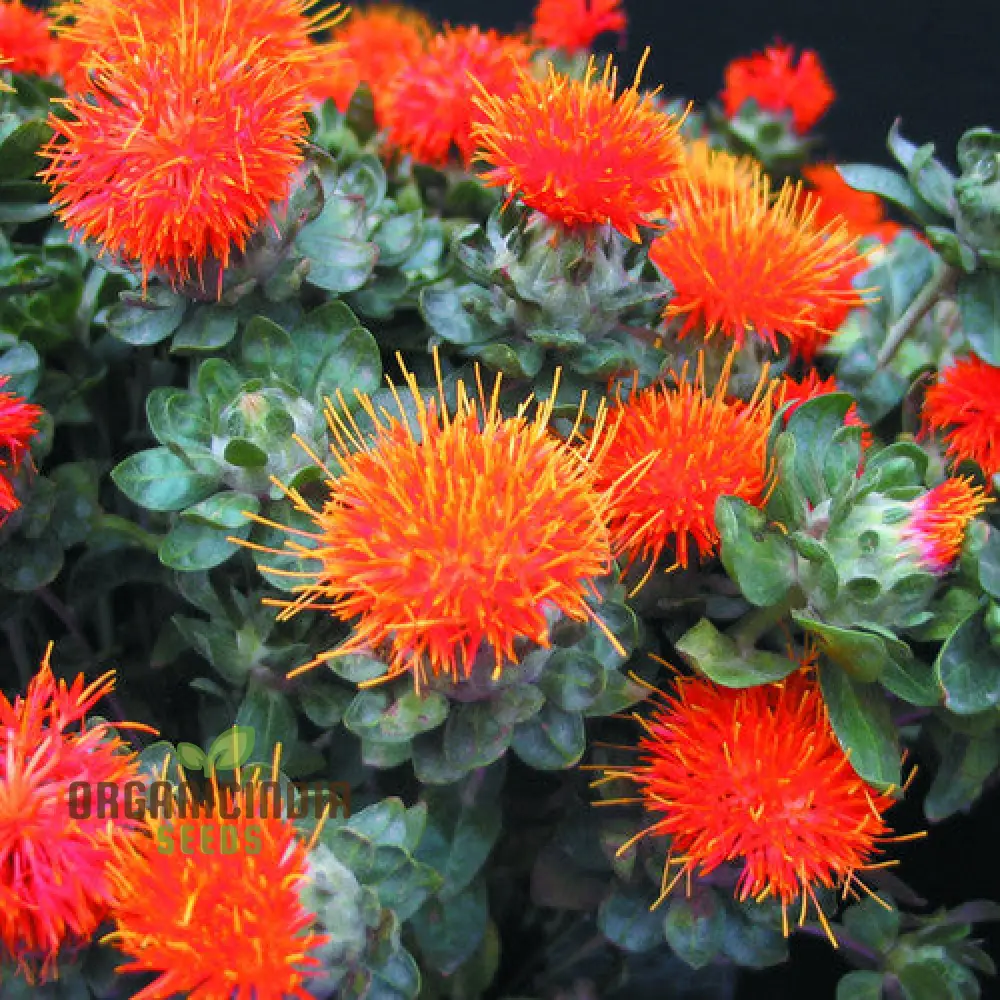 Carthamus Kinko Flower Seeds for Planting - Image 6